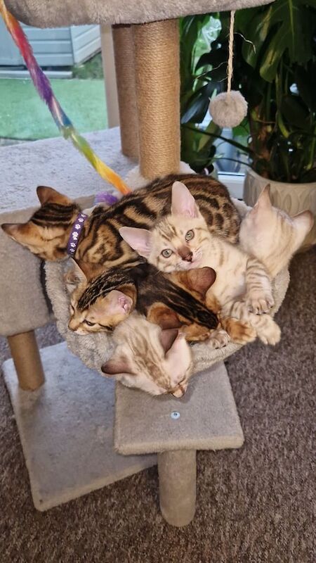 Bengal kittens for sale in Watford, Hertfordshire – 4 months old - Image 3 of 6