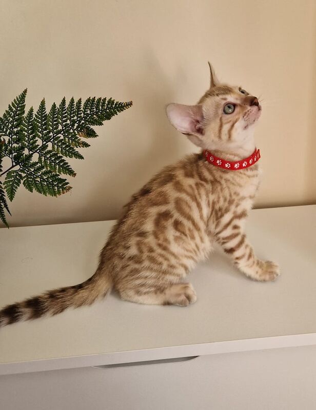 Bengal kittens for sale in Watford, Hertfordshire – 4 months old - Image 4 of 6