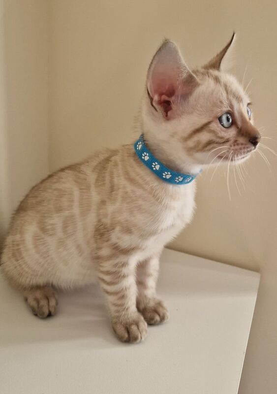 Bengal kittens for sale in Watford, Hertfordshire – 4 months old - Image 5 of 6