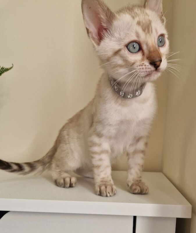 Bengal kittens for sale in Watford, Hertfordshire – 4 months old - Image 6 of 6