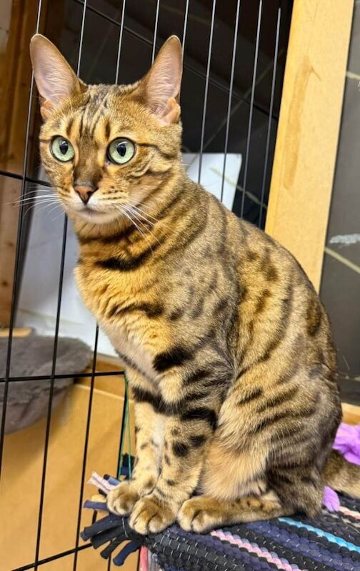 Bengal Kittens For Sale