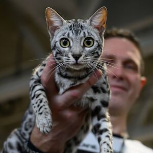 DEVINE SPIRIT BENGALS