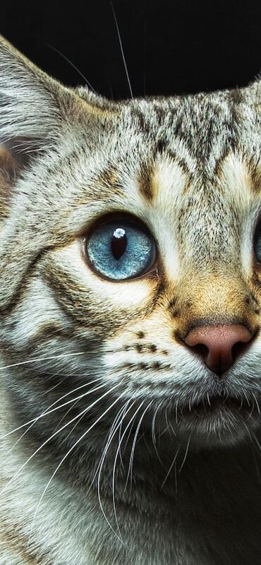 DEVINE SPIRIT BENGALS - Bengal Breeder on Bengal Owners - Image 2