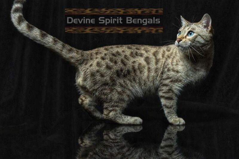 DEVINE SPIRIT BENGALS - Bengal Breeder on Bengal Owners - Image 3