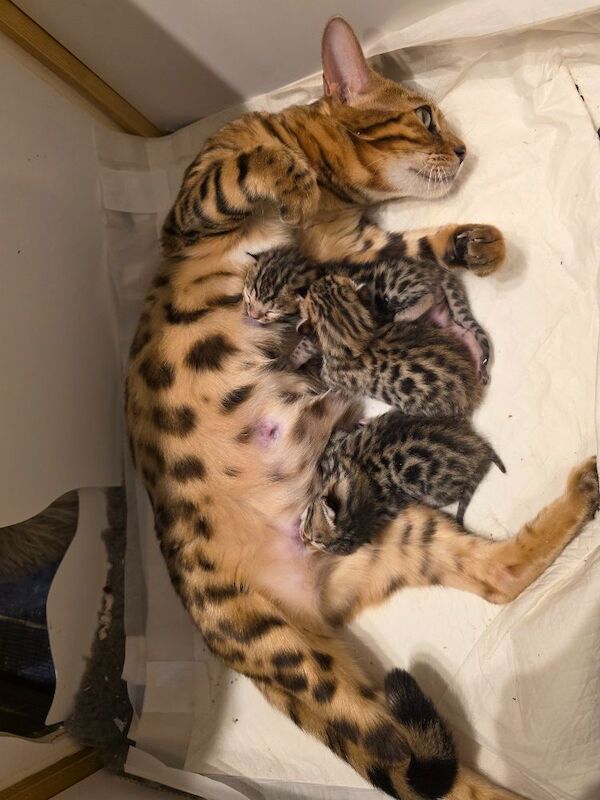 DEVINE SPIRIT BENGALS - Bengal Breeder - Image 4