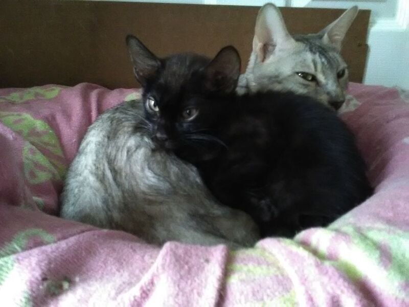 Mrs rhodes - Bengal Breeder - Image 4