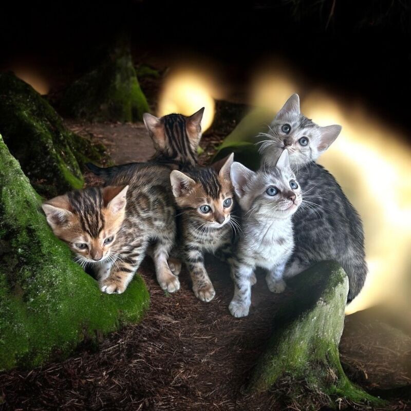 Tammie - Bengal Breeder on Bengal Owners - Image 1